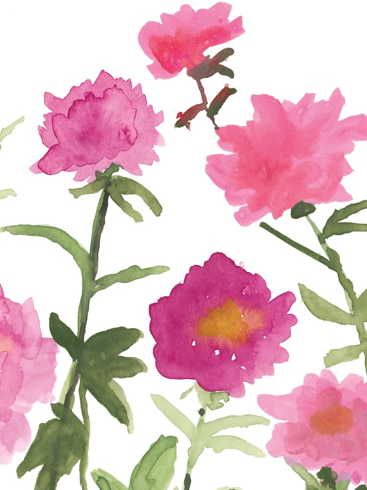 Garden Peonies Part 1