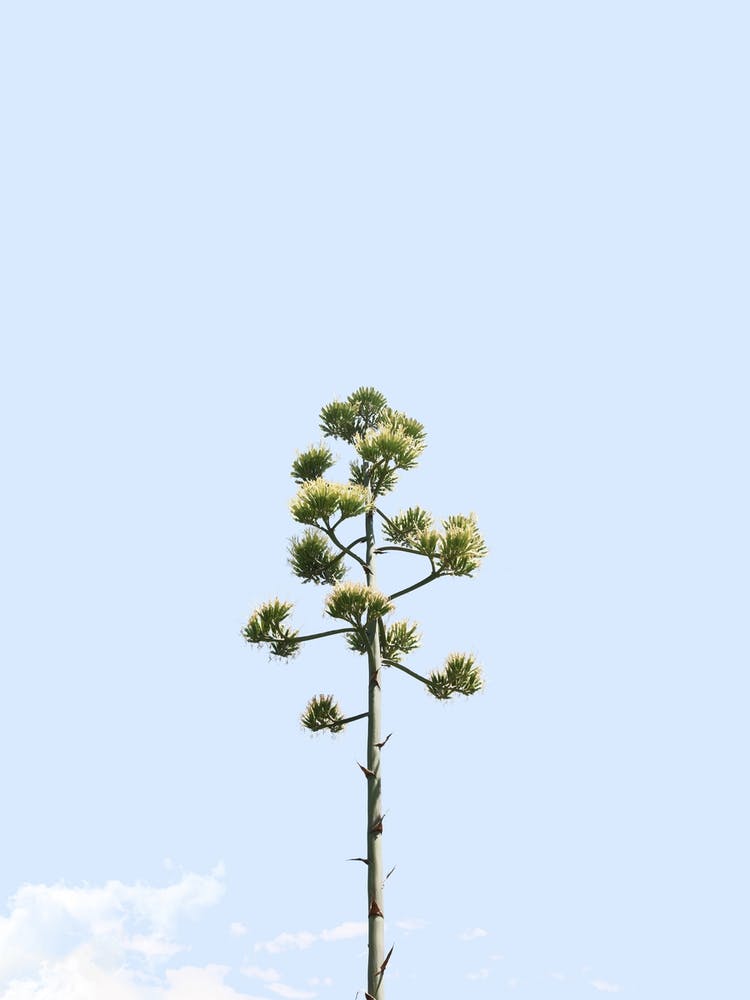 Agave Americana Flower