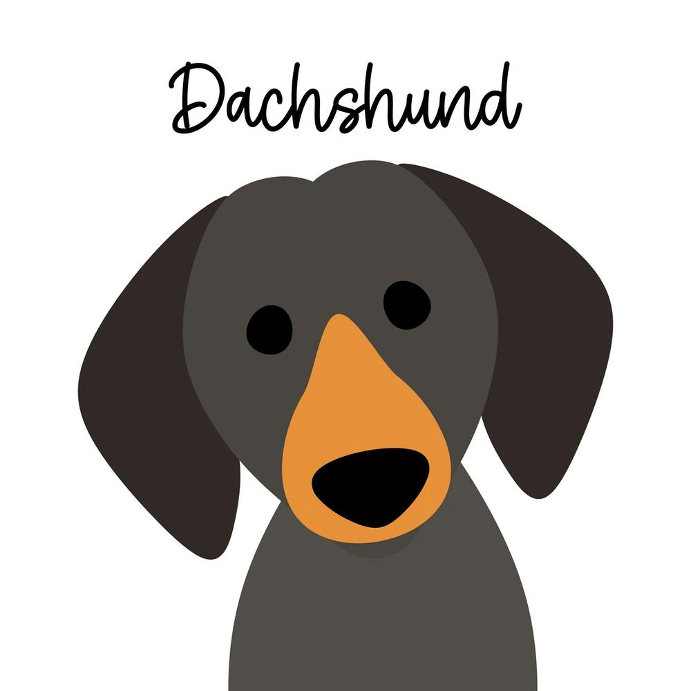 Dachshund