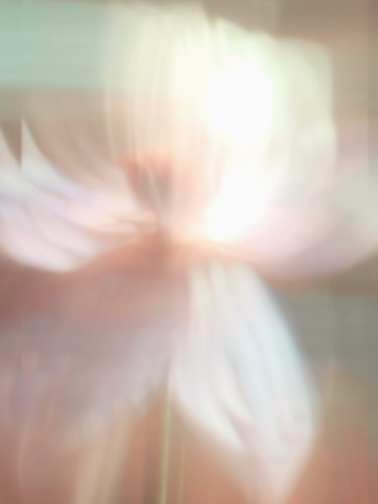 Flower Photography Abstract 02