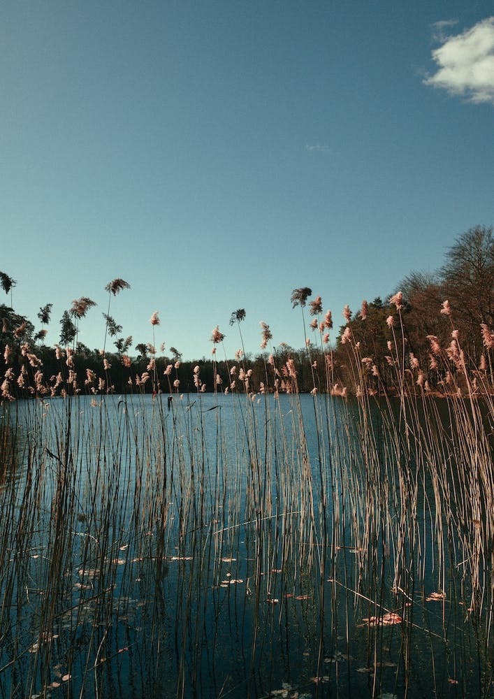 Nature Grass In A Lake