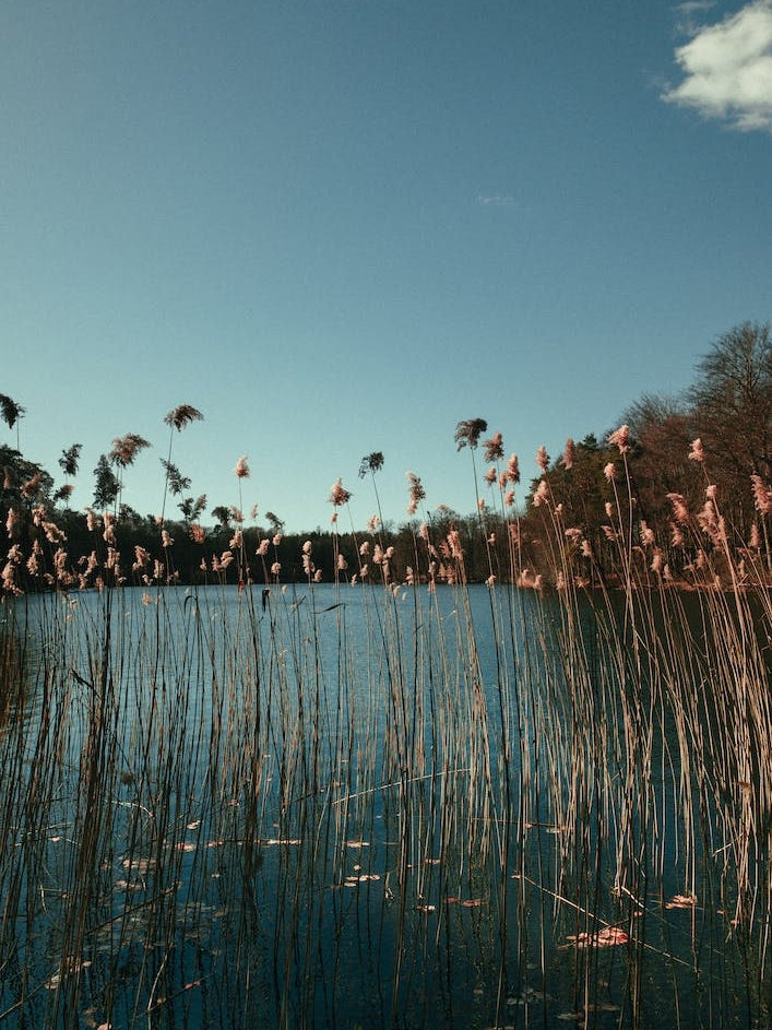 Nature Grass In A Lake