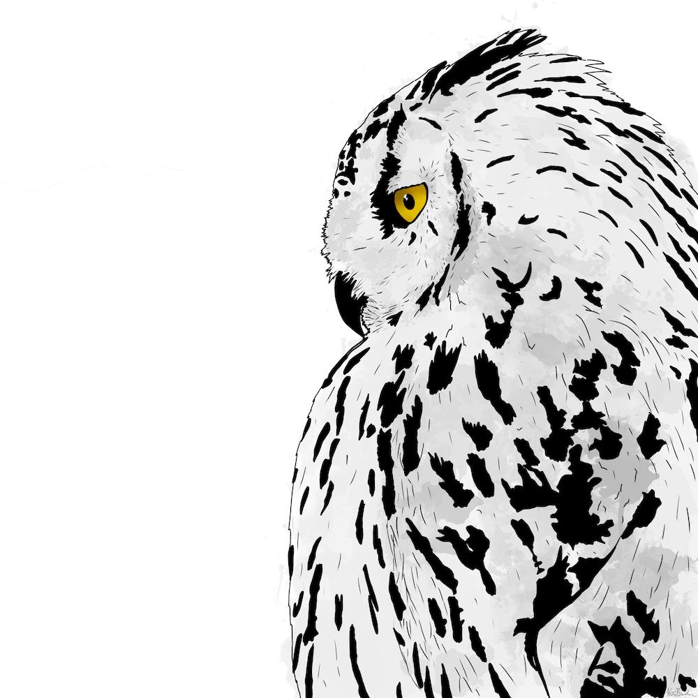 Snowy Owl White Square
