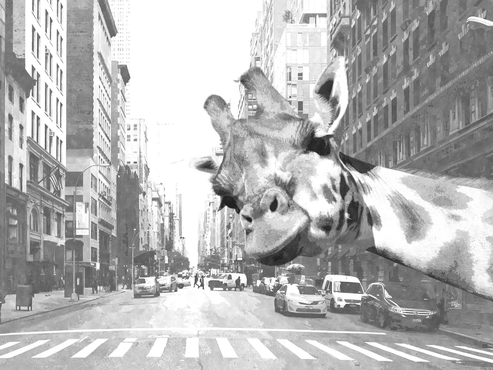 Black and White Giraffe New York City