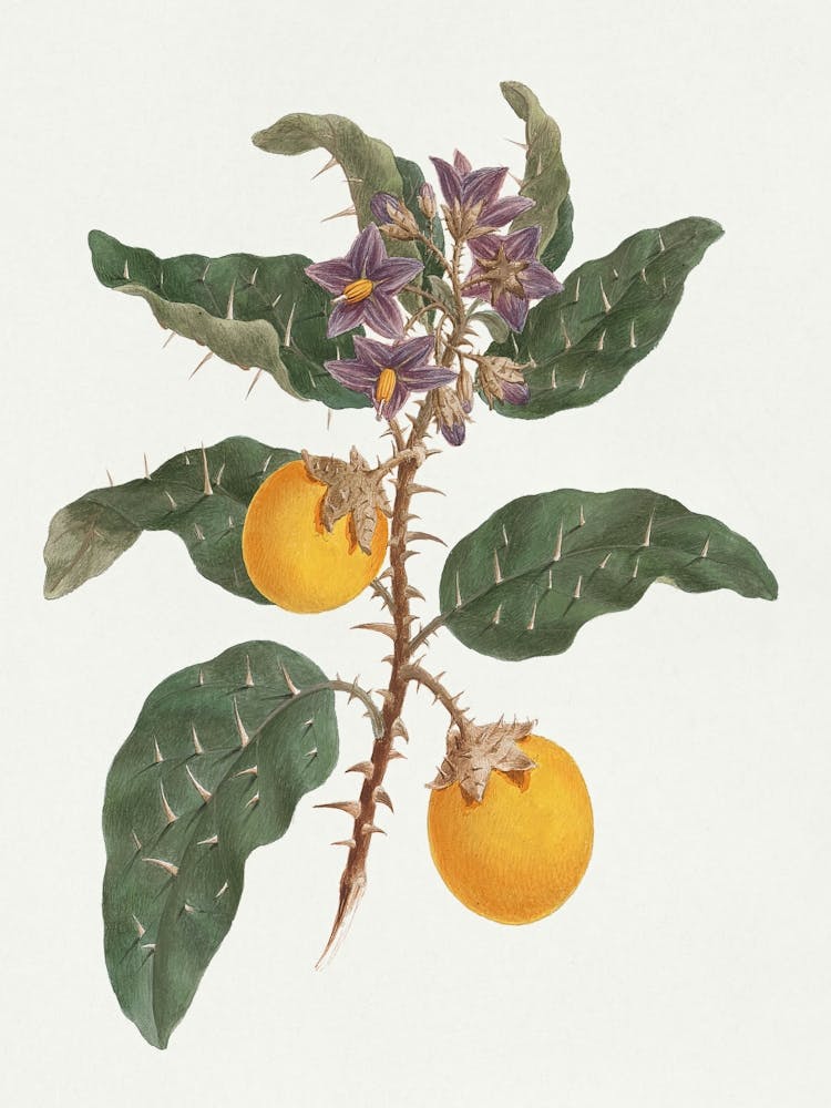 Solanum Incanum L. (Wilde Eierpflanze), Luigi Balugani