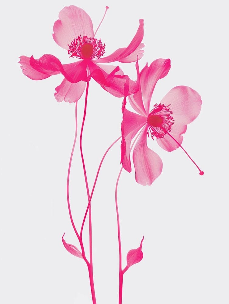 Hot Pink Columbine 2