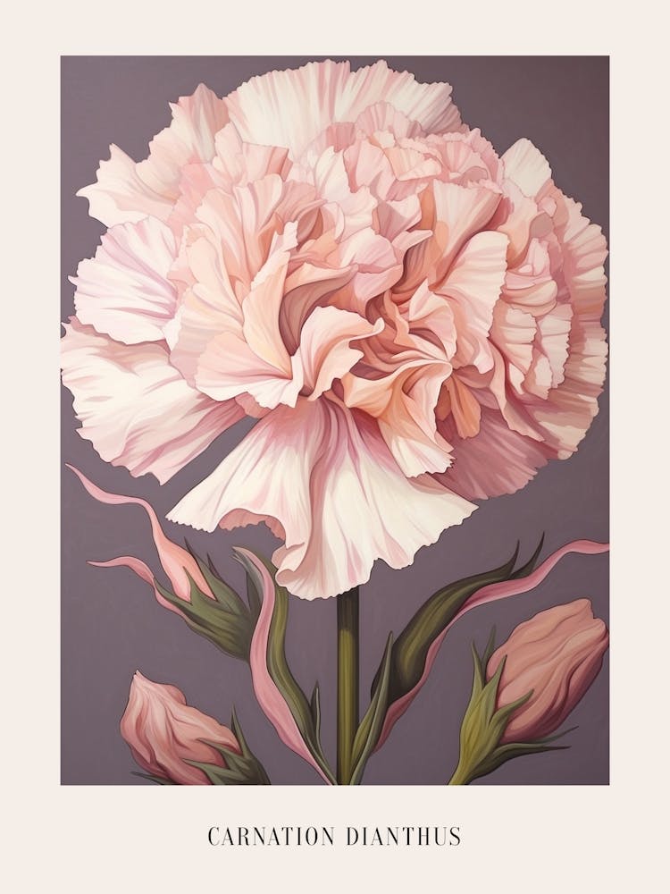 Floral Illustration Carnation Dianthus 1 Poster