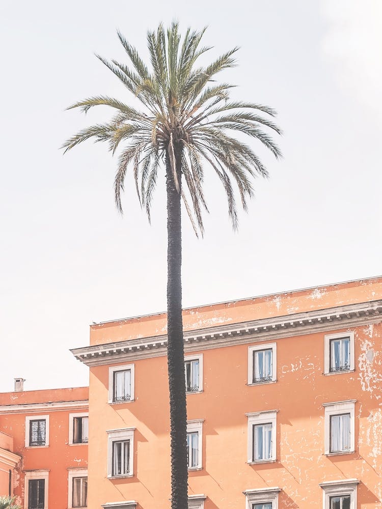 Rome, Italy I Palm tree against pastel orange facade and minimalist geometric authentic architecture capturing the sunny Mediterranean vibes photography of summer la dolce vita in urban city landscape