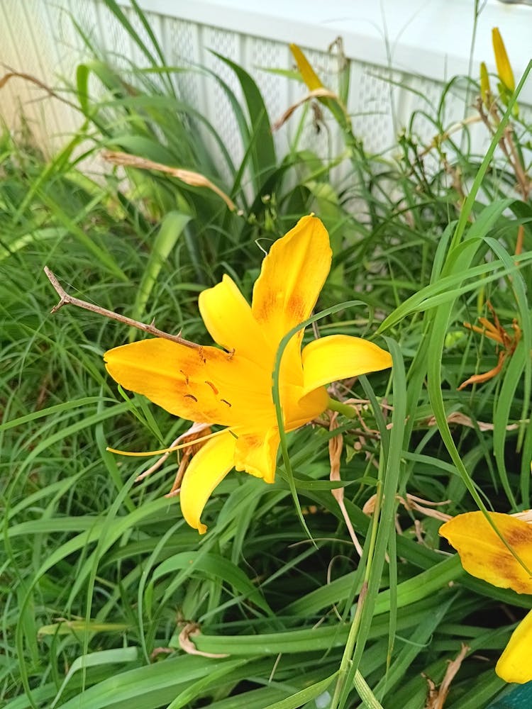 My pretty flower
