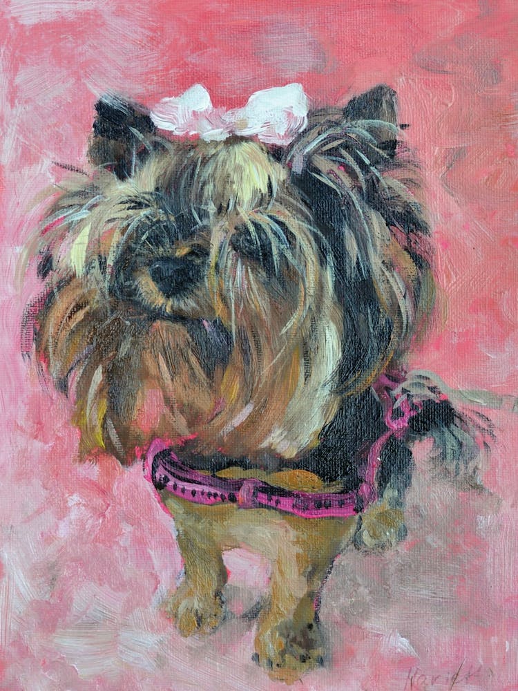 Yorkie