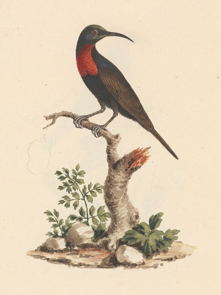 Scharlachbrust-Nektarvogel, Luigi Balugani