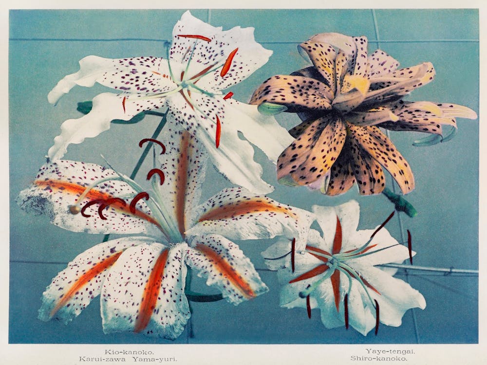 Lily, Hand Colored Collotype From Some Japanese Flowers (1896), Kazumasa Ogawa 1