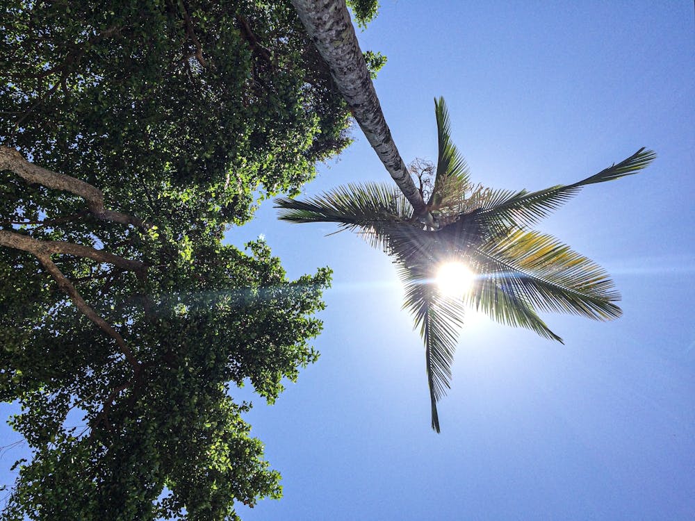 Palm Tree On A Sunny Day