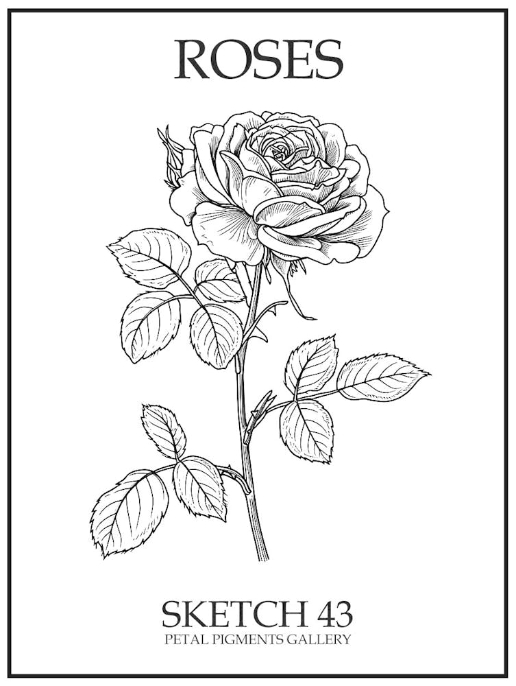 Rosen Skizze 43 Poster