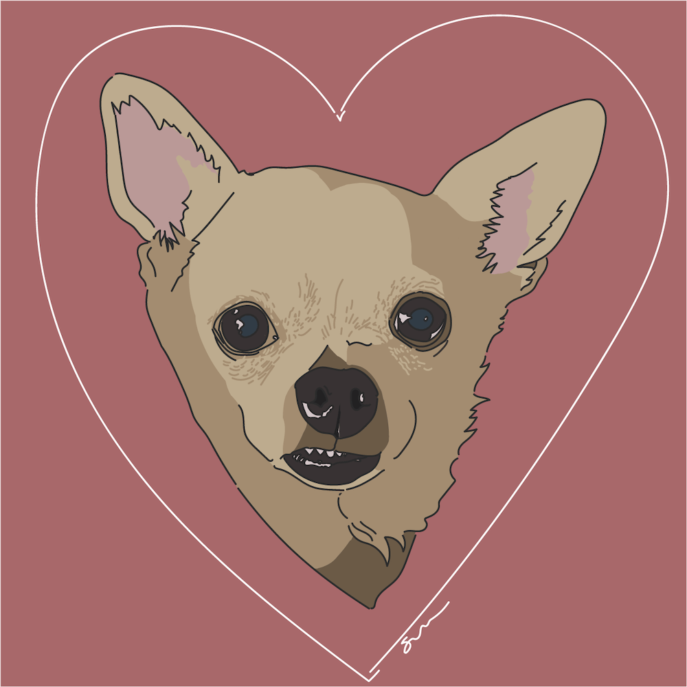 Chihuahua Portrait