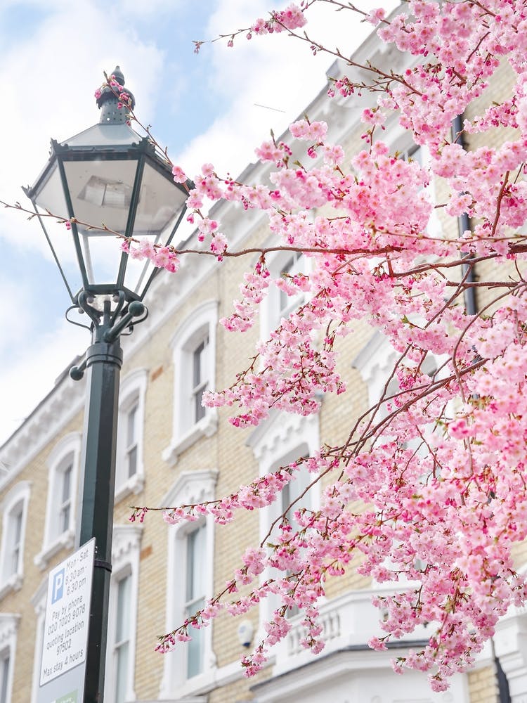 London ist ganz in Pink