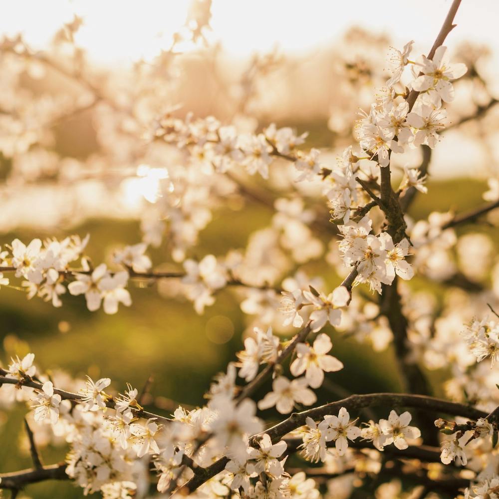 Flowers In Sunset Square