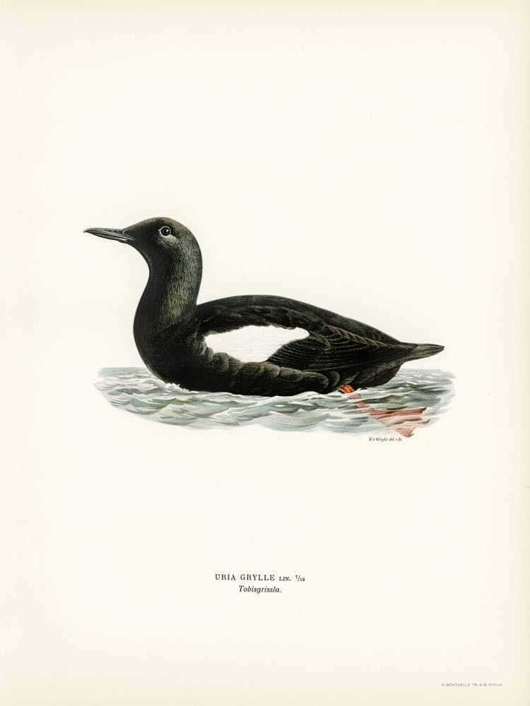 Black Guillemot, The Von Wright Brothers 1