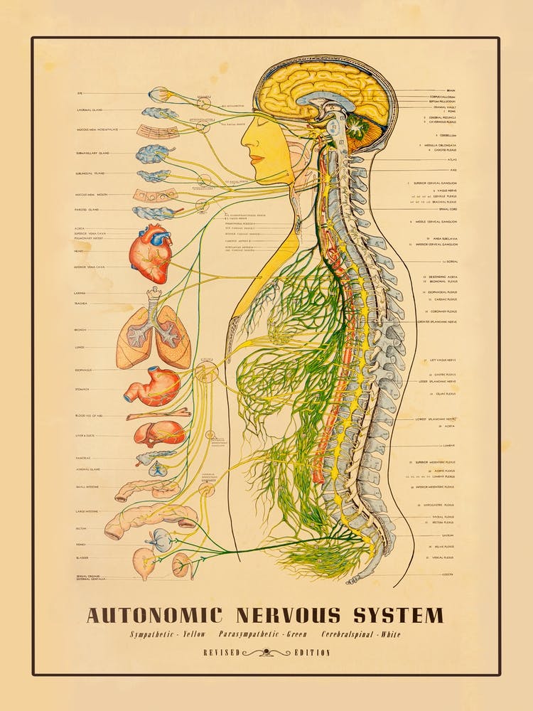 Nervous System