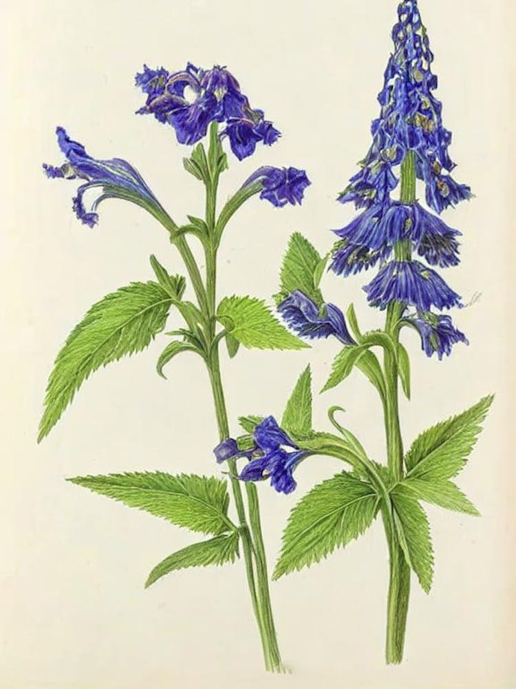 Delphinium Vintage Botanical Flower