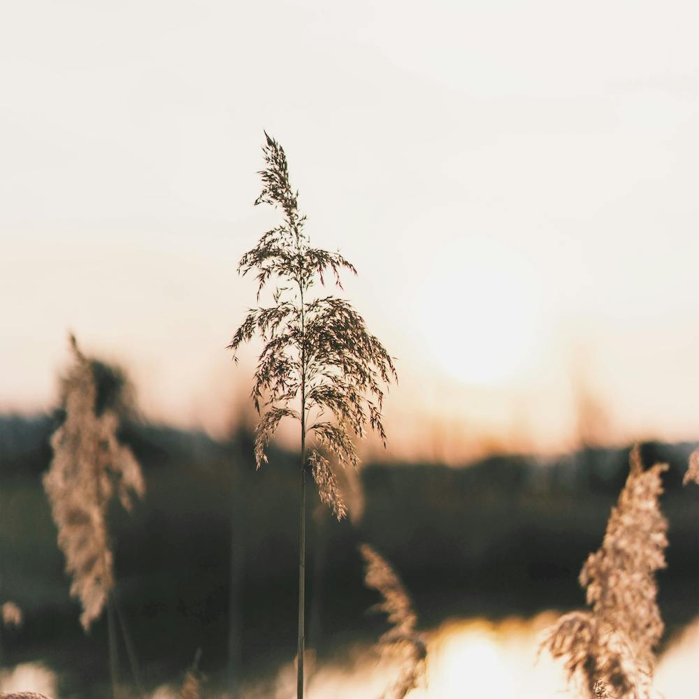 Lake Grass Sunset Square