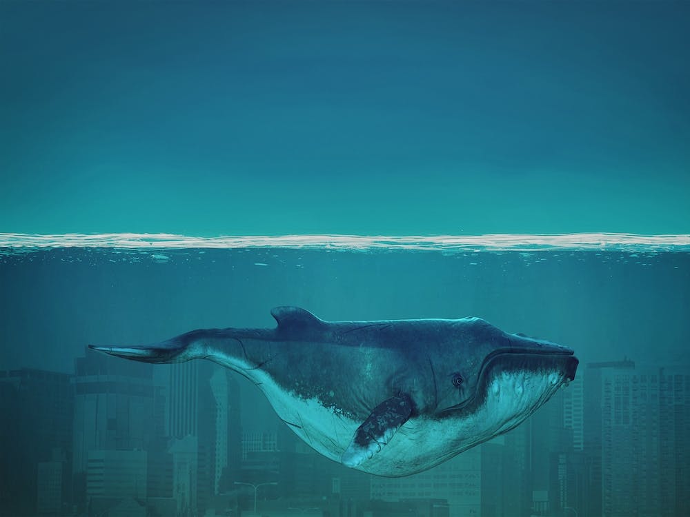 Whale In The Underworld