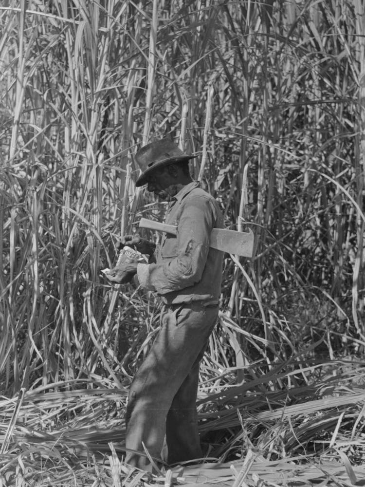 Sugarcane Cutter Rolling A Cigarette In Field Near New Iberia, Louisiana By Russell Lee