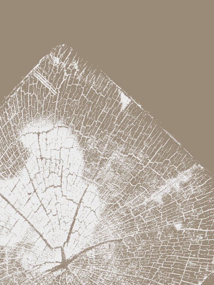 Tree Stump, Wood Block, Tree Rings