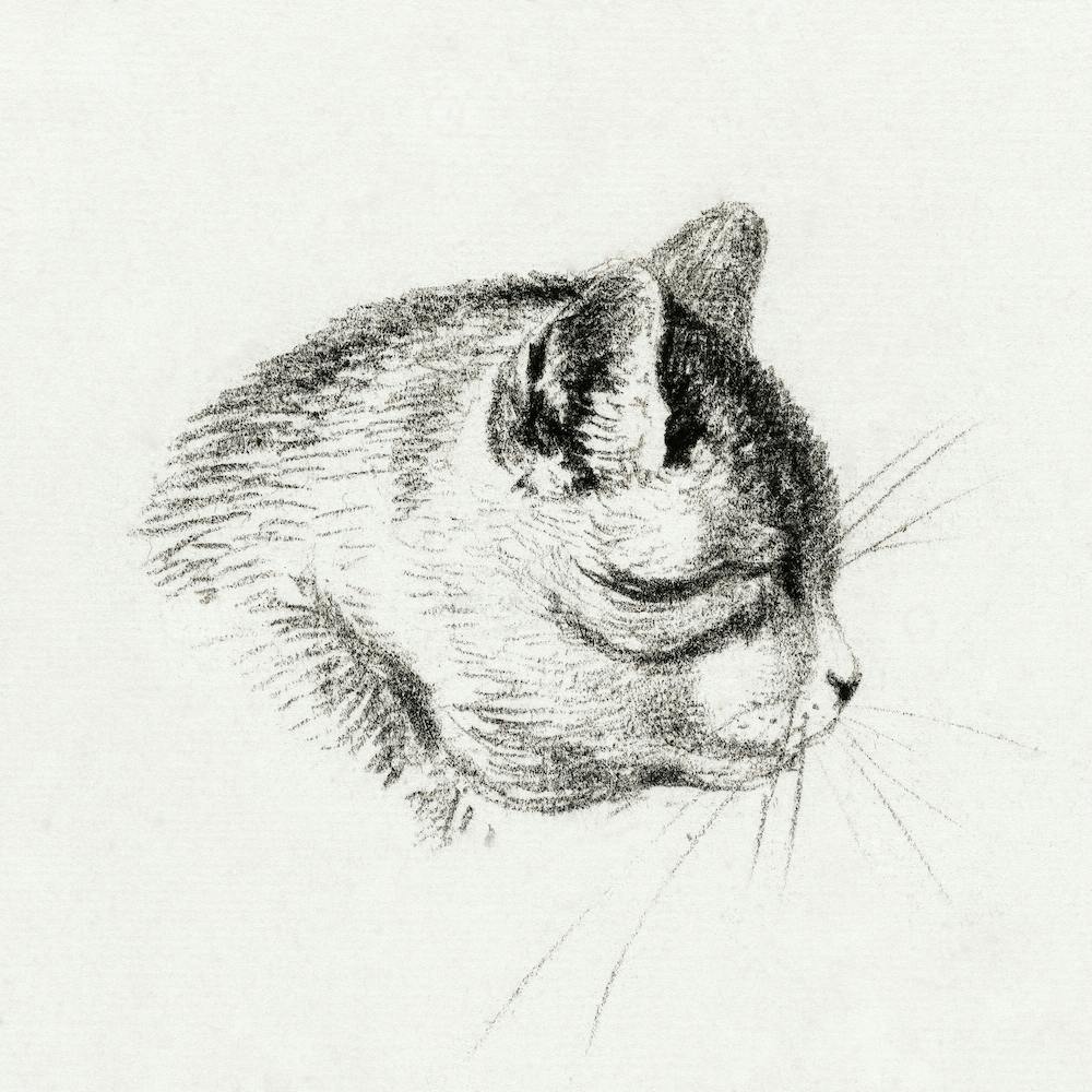 Sketch Of A Cat, Jean Bernard