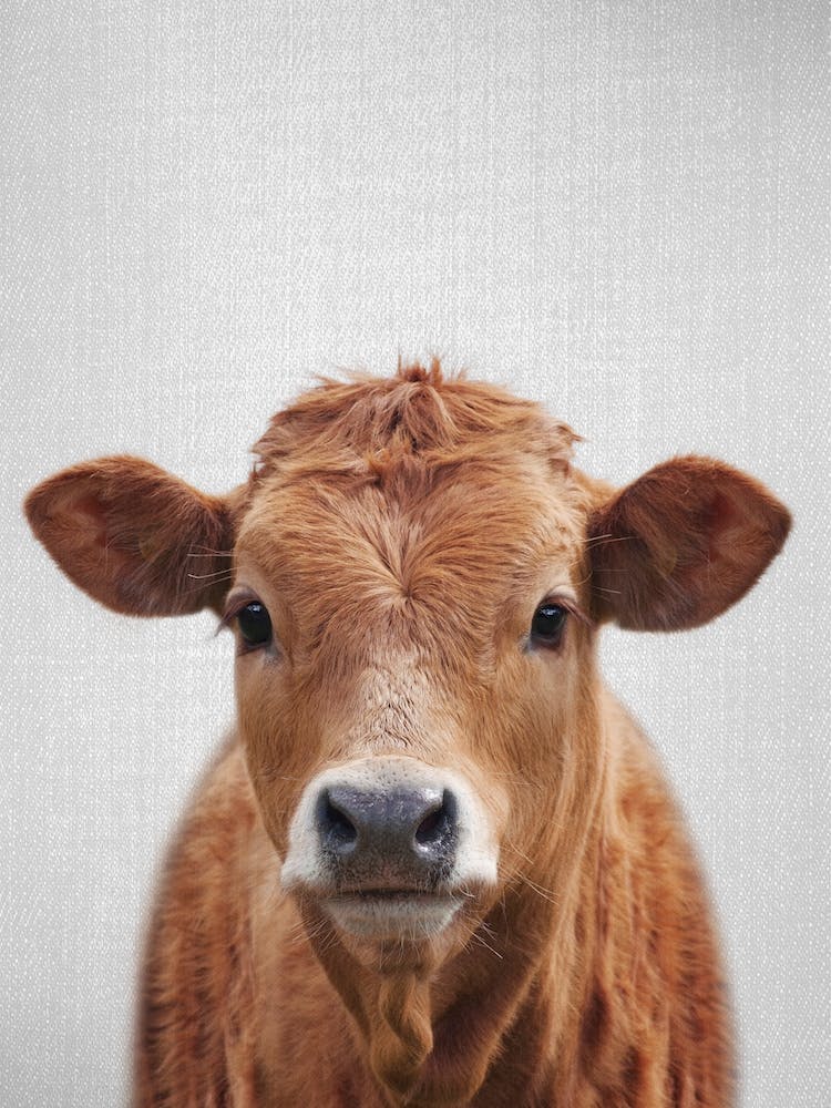 Cow  