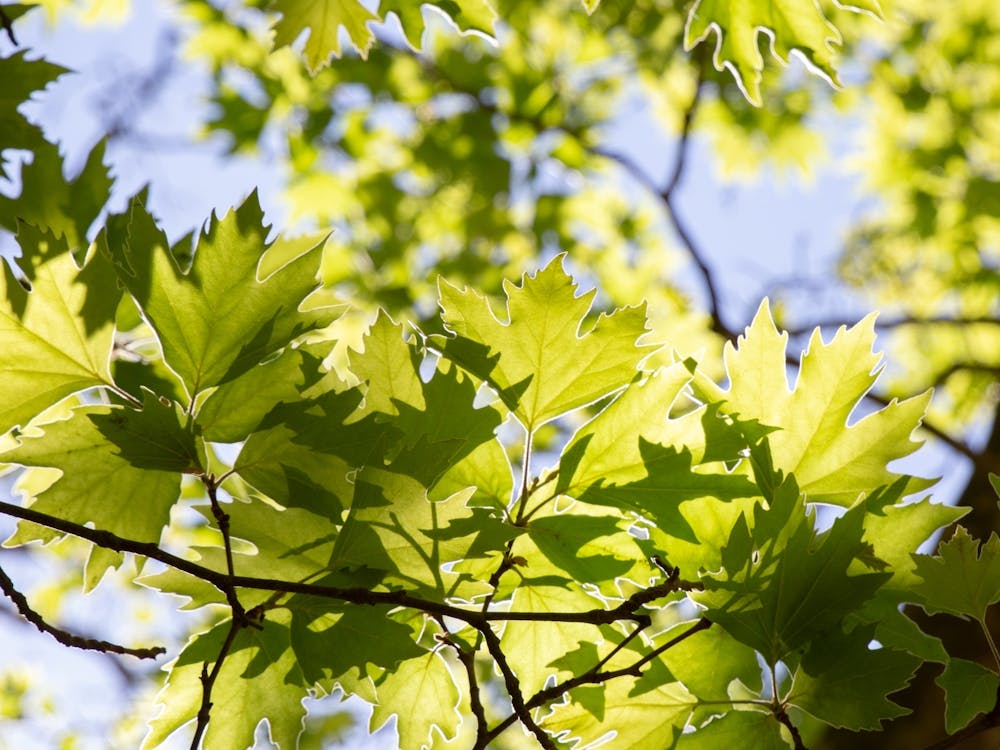 Young Green Sunny Plane Leafs