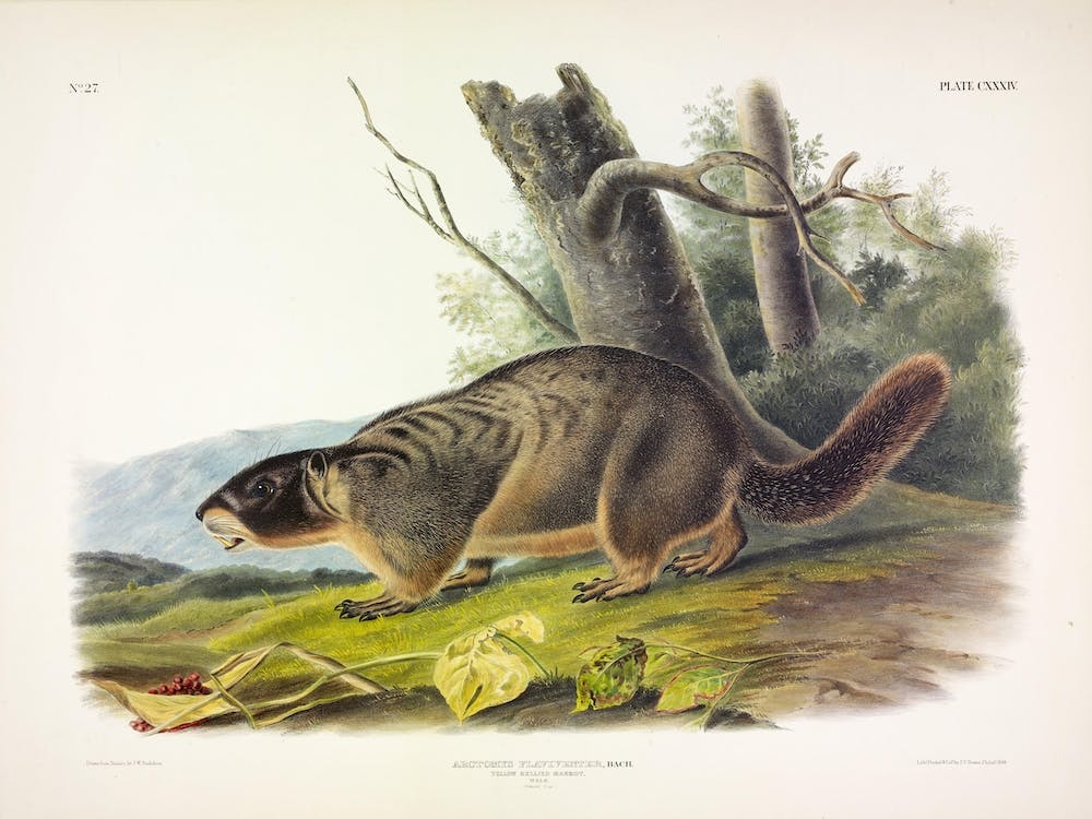  Yellow Bellied Marmot, John James Audubon