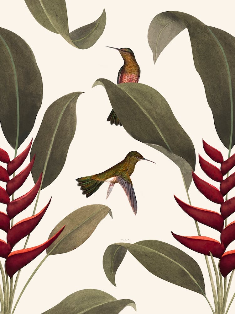 Heliconia Old White