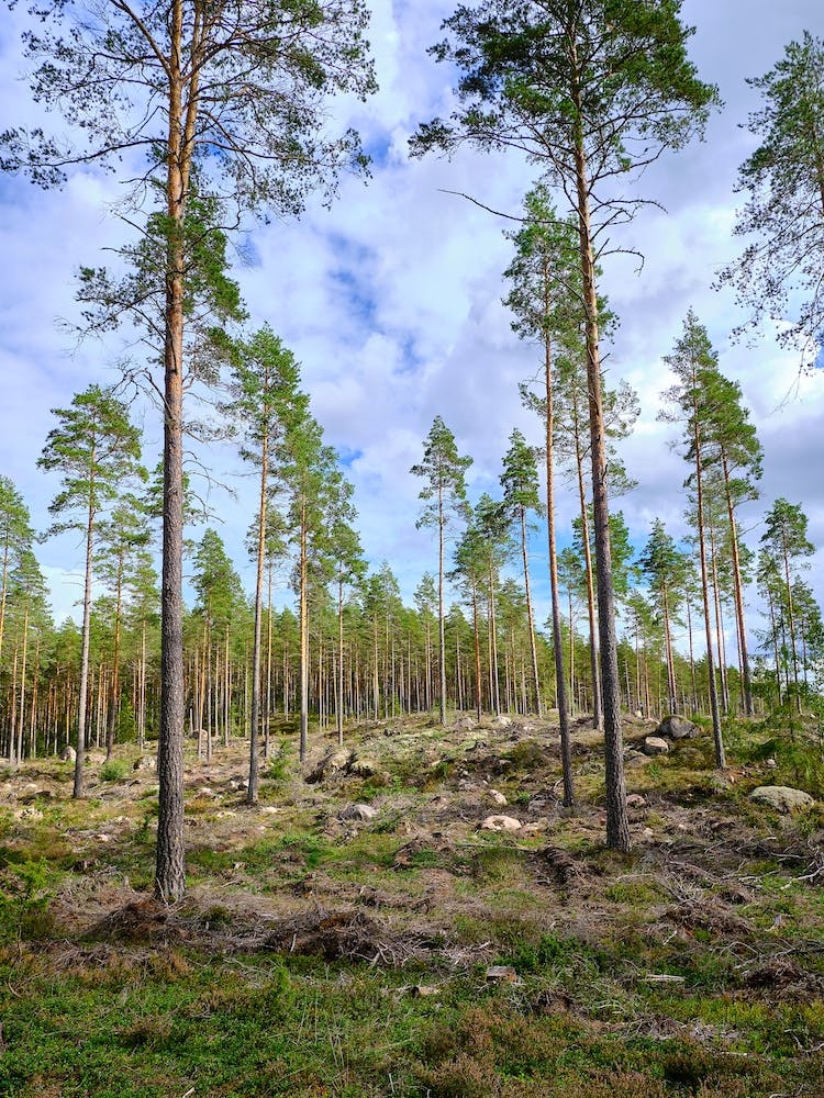Swedish forrest 40901