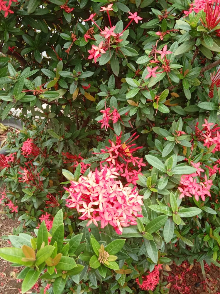 Azalea
