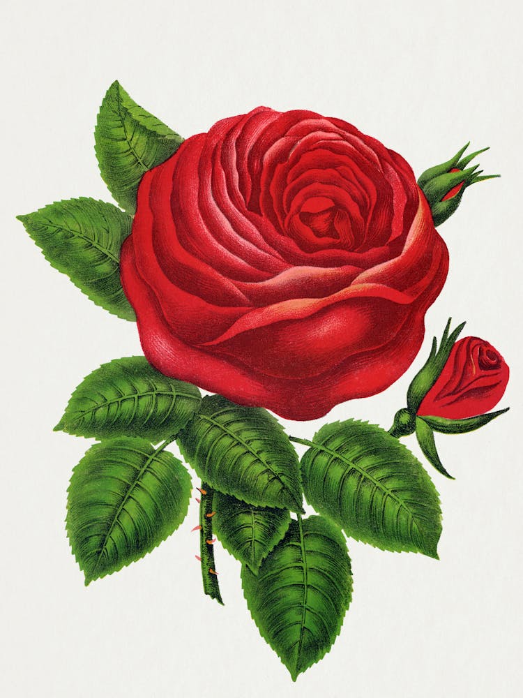 Red Rose