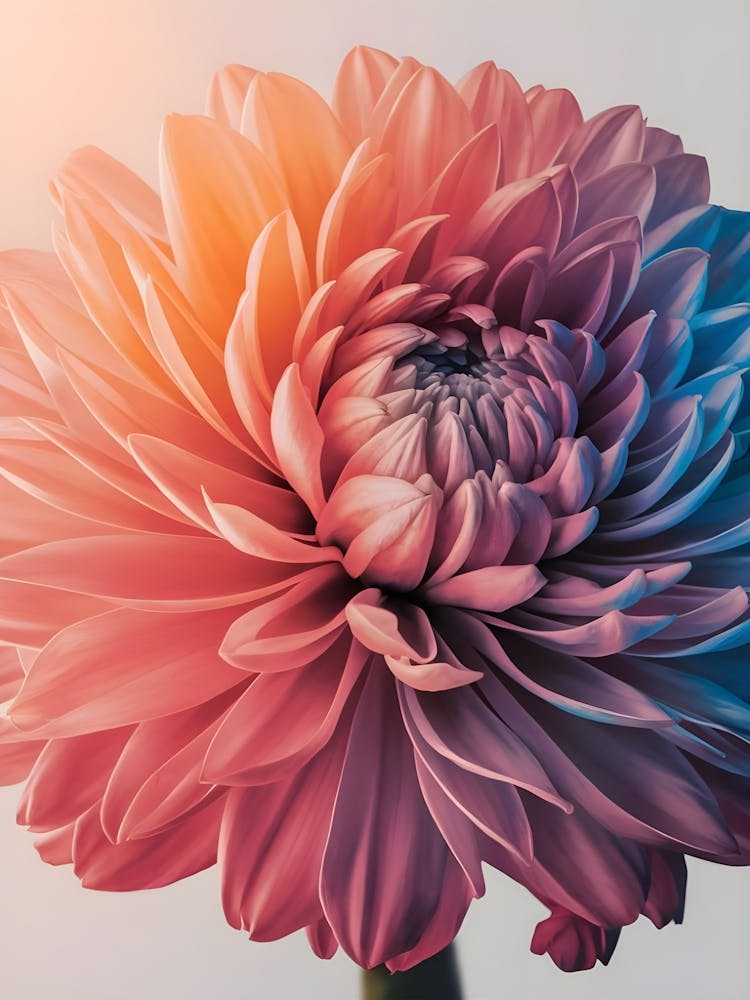 Chrysanthemum Flower 1