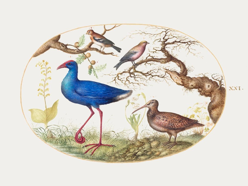 Swamp Hen And Woodcock With Two Finches (1575–1580), Joris Hoefnagel