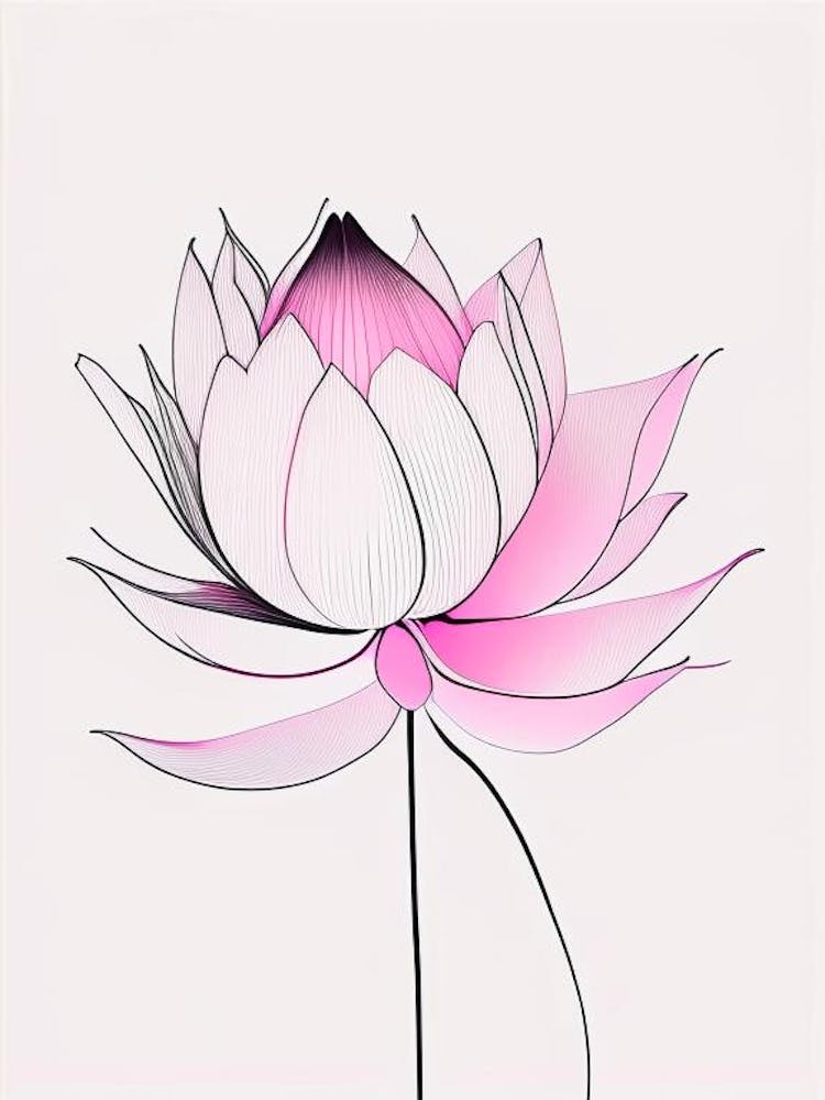 Pink Lotus Abstract Line Drawing 2