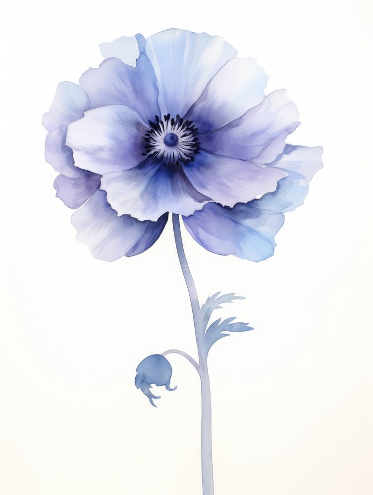 Blue Poppy 1
