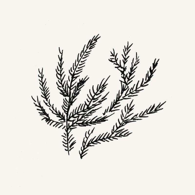 Summer Fern Square