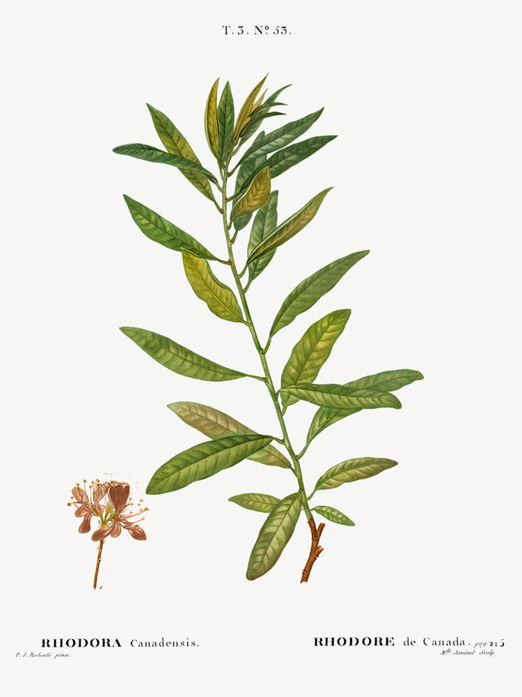 Rhodora, Pierre Joseph Redoute
