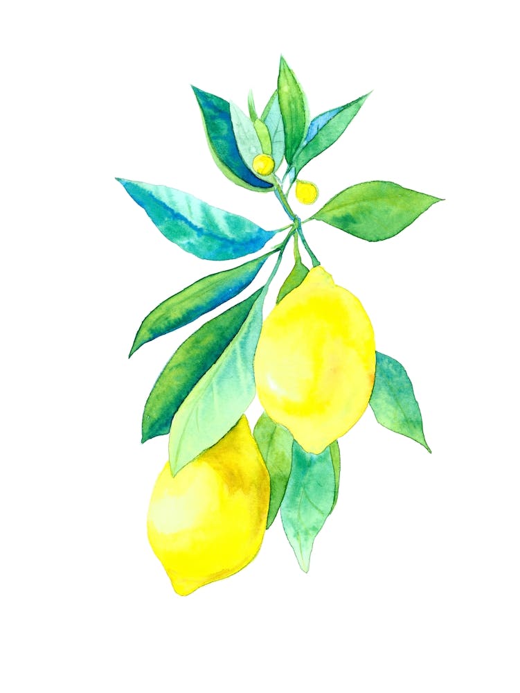 Watercolor Lemons On A Branch