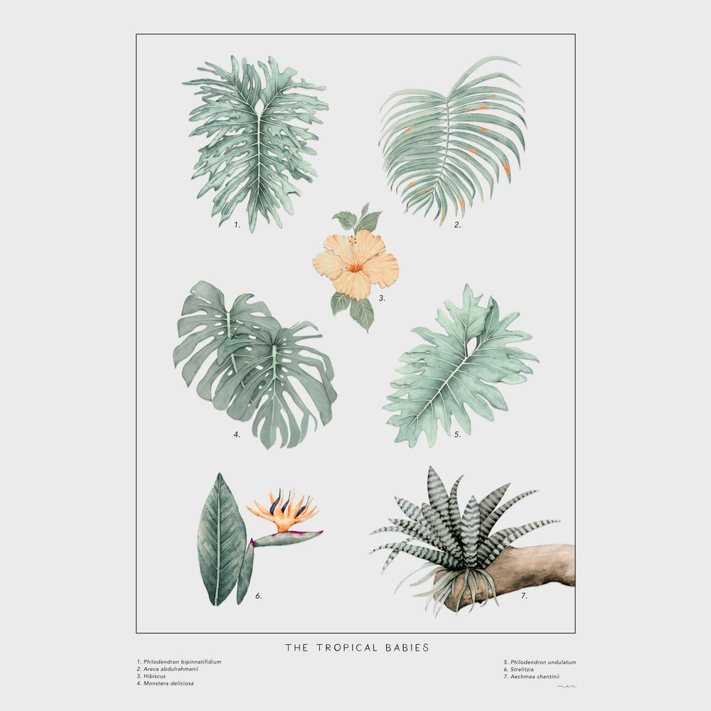 The Tropical Babies Blanc Cassé 1 Carré