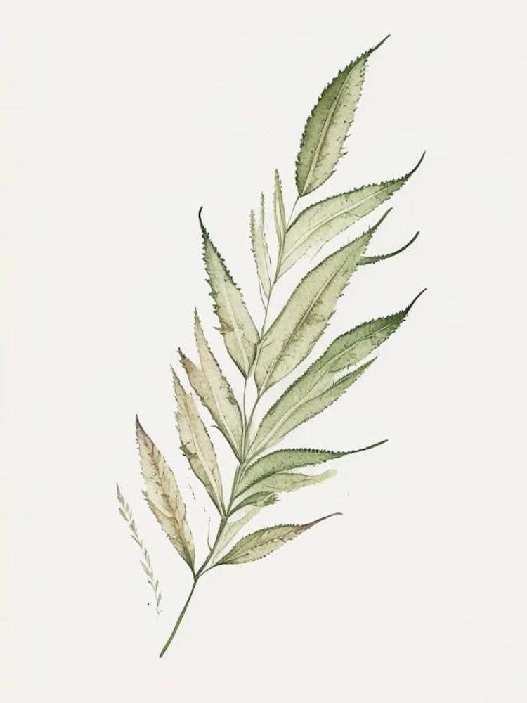 Feuille de Verveine Aquarelle Minimaliste 3