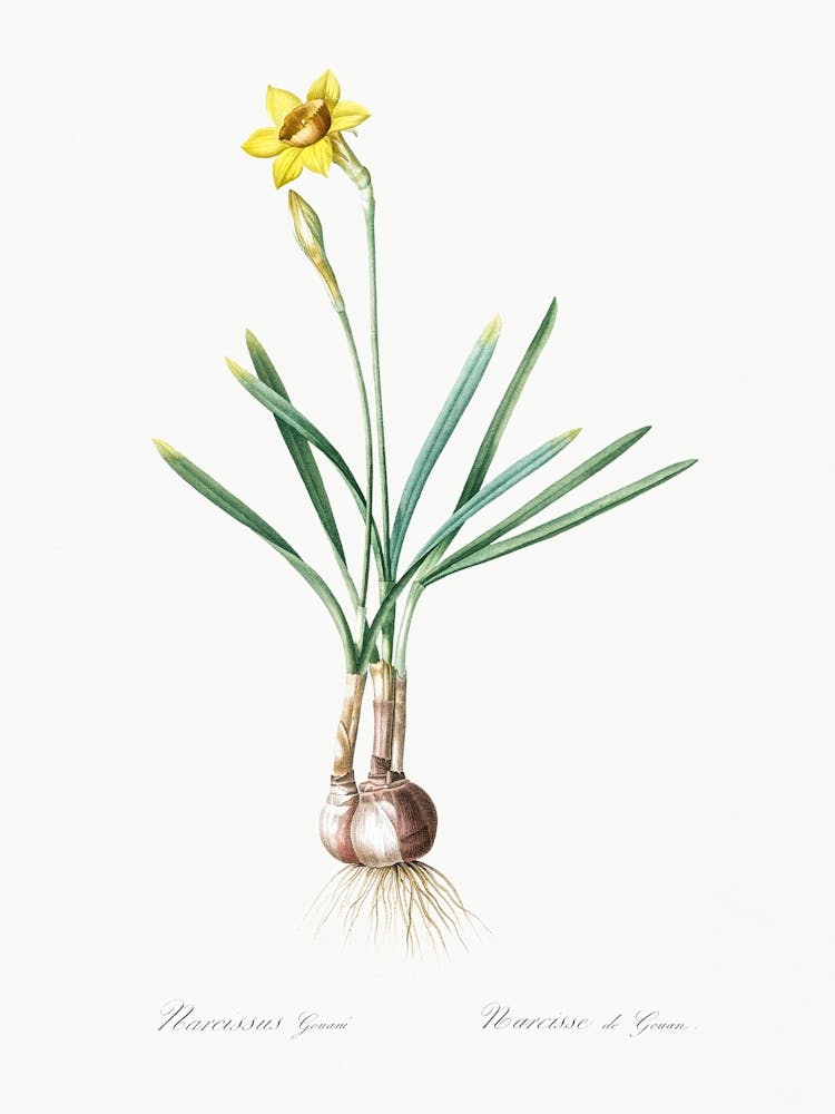 Narcissus Gouani Illustration From Les Liliacées (1805), Pierre Joseph Redoute