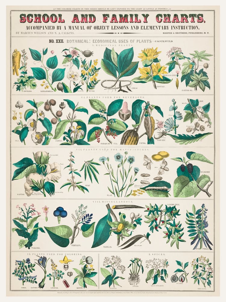 School And Family Charts, No Xxii