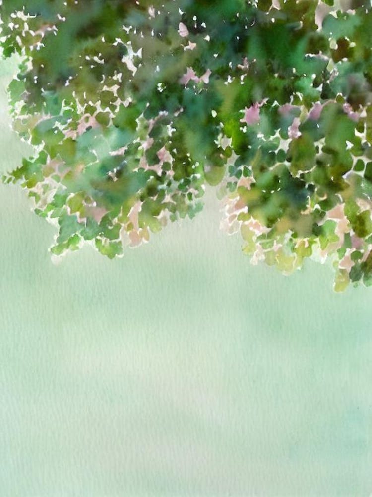 Acropora Gomezi Ii Storybook Watercolour