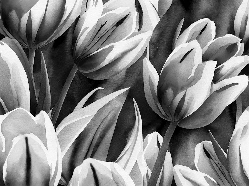 Black And White Tulips 8