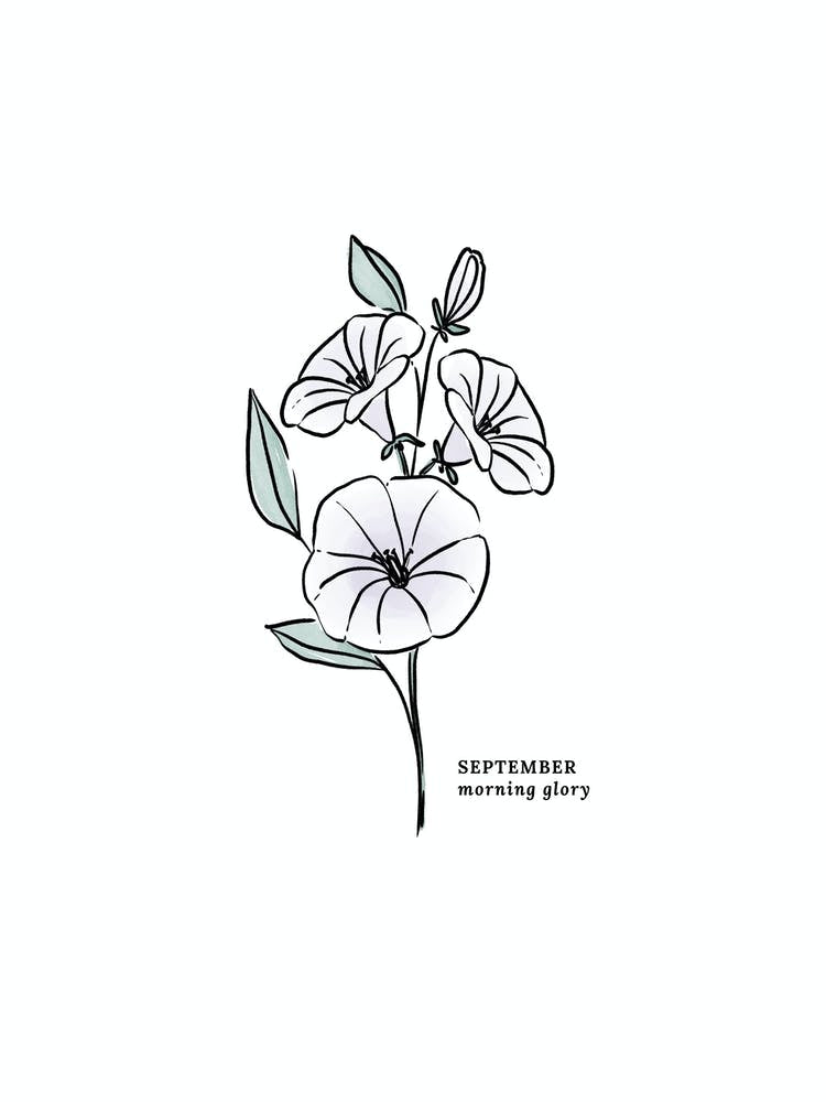 September Morning Glory Birth Flower